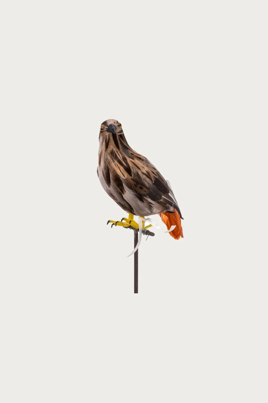 Homegoods<Puebco Small Hawk